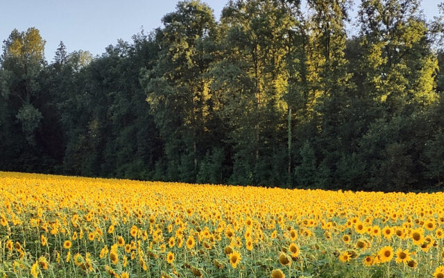 Sunflowerfield in Bützberg, Switzerland